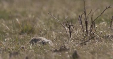 Avrupa Yer Sincabı, Spermophilus Citellus