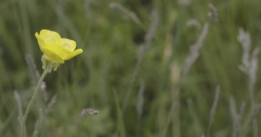 Çimenlere Sarı Düğünçiçeğinin Kapanışı - Ranunculus İllyricus