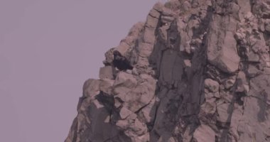 Yaygın Kuzgun Kara Kuş Kaya Üstünde