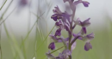 Yeşil Kanatlı Orkide Doğal Çevrede, Anacamptis Morio, Mor