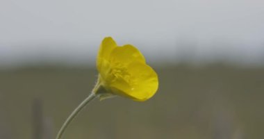 Sarı Düğünçiçeği Yeşil Çiçekler, Ranunculus İllyricus