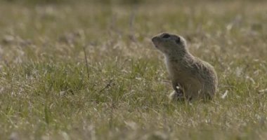 Orta Avrupa 'da Küçük Güzel Bir Adanın İnsansız Hava Aracı Çekimi