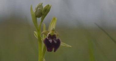 Erken Örümcek Orkidesi - Ophrys Sphegodes