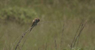 Avrupa Arı Yiyen - Daldaki Merops Apiaster