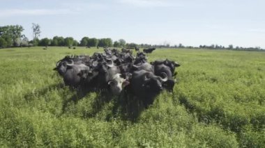 Bubalus Bubalis Sürüsü, Su Bufalosu), Otlayan