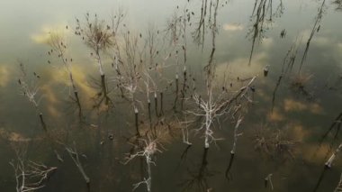 Büyük Karabatak Sürüsü, Phalacrocorax Carbo), Büyük Macaristan, Orta Avrupa