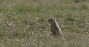 Şirin Vahşi Avrupa Zemin Sincabı Doğal Yaşam Alanında