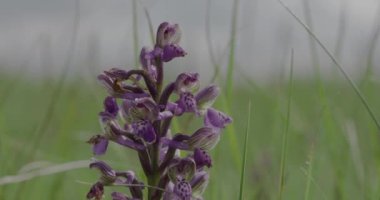 Mor Anacamptis Morio Çiçek 4K, Yakın Çekim Video