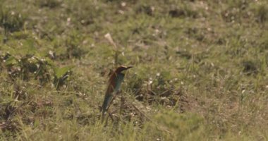 Avrupa Arı Yiyen, Merops Apiaster, Dinleniyor