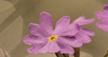 Primula Farinosa Yaz Ormanı Bahçesinde, Yakın plan Görüntü