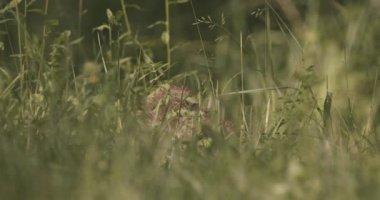 Genç Yaban Domuzu, Sus Scrofa Ormanda, Yavaş Hareket Görüntüsü
