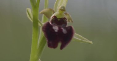Erken Örümcek Orkidesi - Ophrys Sphegodes, Yakın plan Görüntü