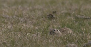 Zemin Sincap Doğal Yaşam Alanında