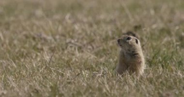Yazın Avrupa Arazi Sincabı
