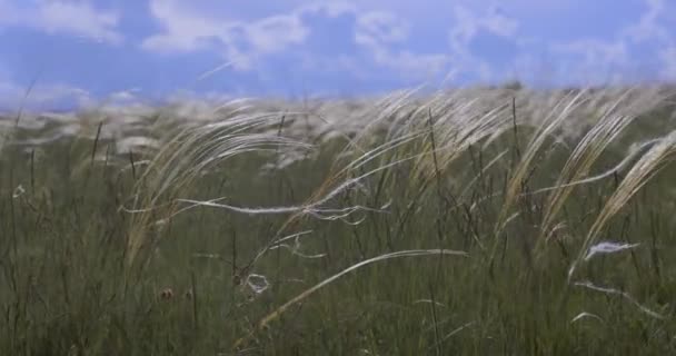 緑の翼のオーキッド自然環境 アナカンティス モリオ パープル — ストック動画