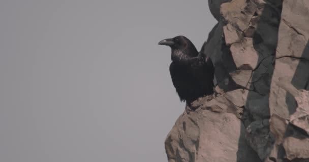 Gemeenschappelijke Raaf Zwarte Vogel Rots — Stockvideo