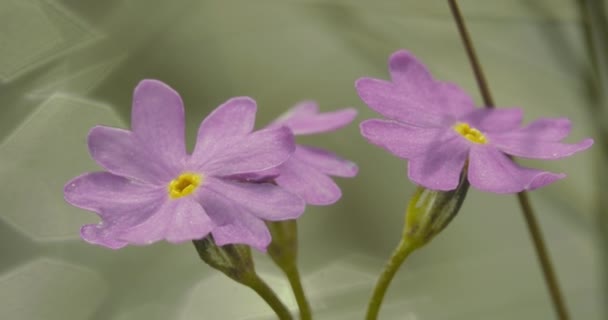 Primula Farinosa Letní Lesní Zahradě Detailní Záběr — Stock video
