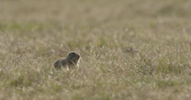 Avrupa Zemin Sincap Spermophilus Citellus