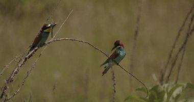 Avrupa Arı Yiyen veya Merops Apiaster. Renkli Tropikal Kuş