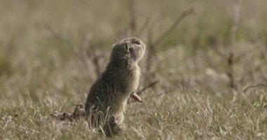 Şirin Vahşi Avrupa Zemin Sincabı Doğal Yaşam Alanında