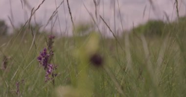 Erken Örümcek Orkidesi - Ophrys Sphegodes, Yakın plan Görüntü