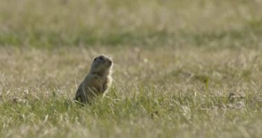 Avrupa Yer Sincabı, Spermophilus Citellus