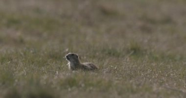 Avrupa Saha Sincabı Doğal Yaşam Alanında, Spermophilus Citellus