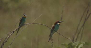Avrupa Saha Sincabı Doğal Yaşam Alanında, Spermophilus Citellus