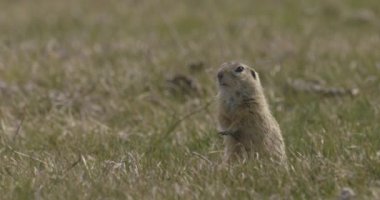 Avrupa Saha Sincabı Doğal Yaşam Alanında, Spermophilus Citellus
