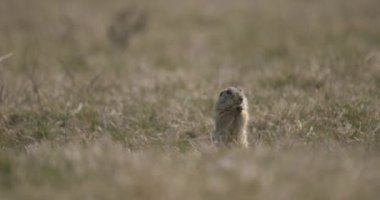 Avrupa Saha Sincabı Doğal Yaşam Alanında, Spermophilus Citellus
