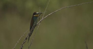 Avrupa Saha Sincabı Doğal Yaşam Alanında, Spermophilus Citellus