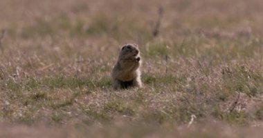 Avrupa Saha Sincabı Doğal Yaşam Alanında, Spermophilus Citellus
