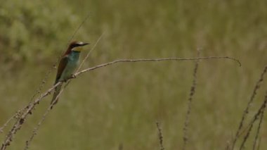 Avrupa Saha Sincabı Doğal Yaşam Alanında, Spermophilus Citellus