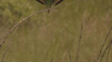 Avrupa Saha Sincabı Doğal Yaşam Alanında, Spermophilus Citellus