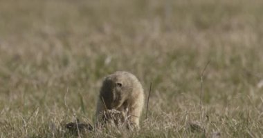 Yazın Avrupa Arazi Sincabı