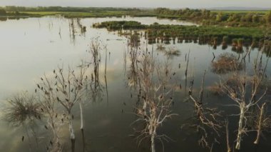 Büyük Karabatak Phalacrocorax Carbo Large, Macaristan, Orta Avrupa Sürüsü