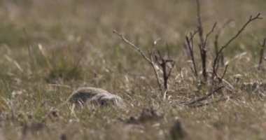 Avrupa Yer Sincabı, Spermophilus Citellus