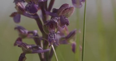 Mor Anacamptis Morio Çiçek 4K Yakın plan Video