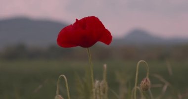 Vahşi kırmızı gelincikler Papaver Rhoeas