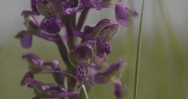 Mor Anacamptis Morio Çiçek 4K Yakın plan Video