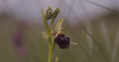 Erken Örümcek Orkidesi - Ophrys Sphegodes, Yakın plan Görüntü