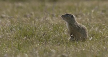 Avrupa Yer Sincabı, Spermophilus Citellus
