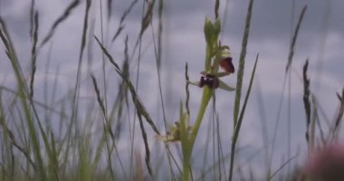 Stipa Capillata, Yavaş Hareket Görüntüsü