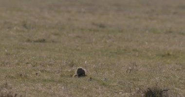 Orta Avrupa 'da Küçük Güzel Bir Adanın İnsansız Hava Aracı Çekimi
