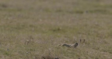 Orta Avrupa 'da Küçük Güzel Bir Adanın İnsansız Hava Aracı Çekimi