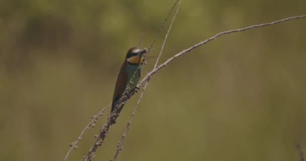 Mangiatore Api Merops Apiaster Uccello Tropicale Colorato — Video Stock