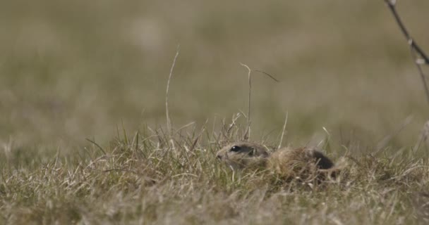 Écureuil Solitaire Europe Spermophilus Citellus — Video