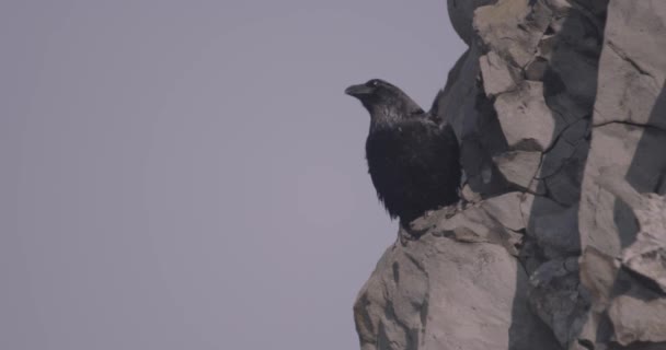Corvo Comum Black Bird Rock — Vídeo de Stock