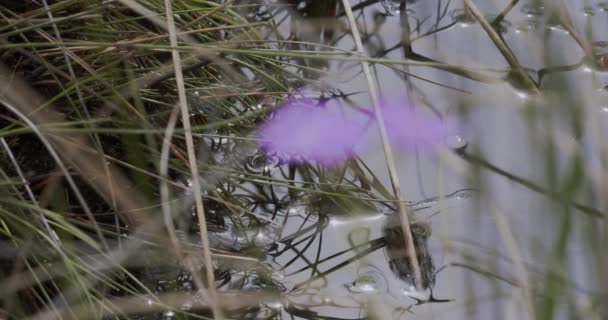 Primula Farinosa Summer Forest Garden — Stock Video