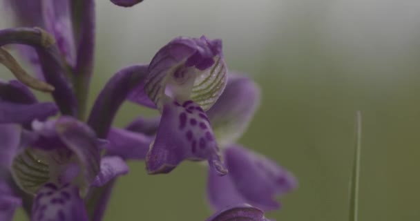 Orchidej Přírodním Prostředí Anacamptis Morio Fialová — Stock video